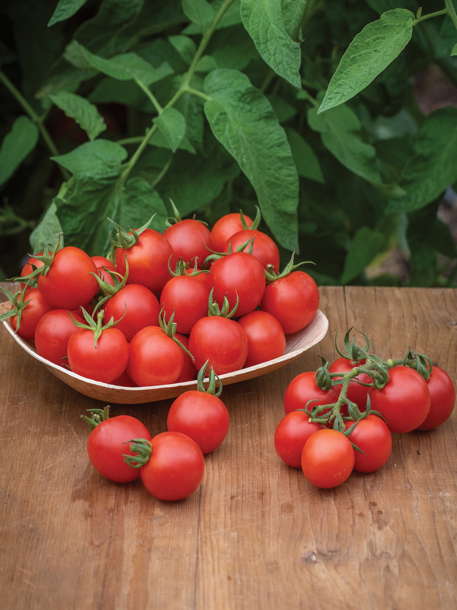 Burpee Chadwick Cherry Org - Tomate