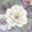 Unframed, variant on Art.com Plum and Lavender Garden 1 Stretched Canvas Print Wall Art by Colleen Sarah, 24" x 24"