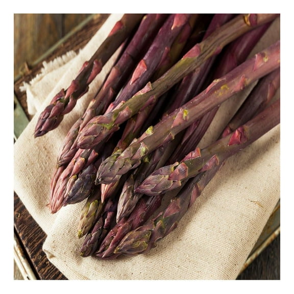 Purple Pacific 10 Live Asparagus Bare Root Plants -2yr-Crowns from GolySw