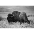 thumbnail image 2 of Herbert, Neal 24x17 Black Modern Framed Museum Art Print Titled - Bison Bull and Cow, Yellowstone National Park, 2 of 4