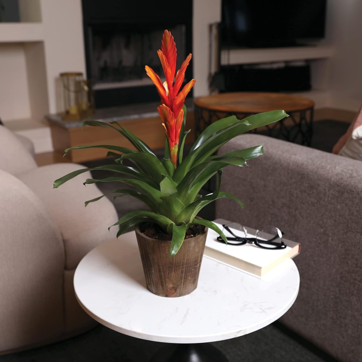 Just Add Ice 15" Tall Orange Vriesea Bromeliad Live Plant in 5" Moss Topped Brown Wood Pot, House Plant