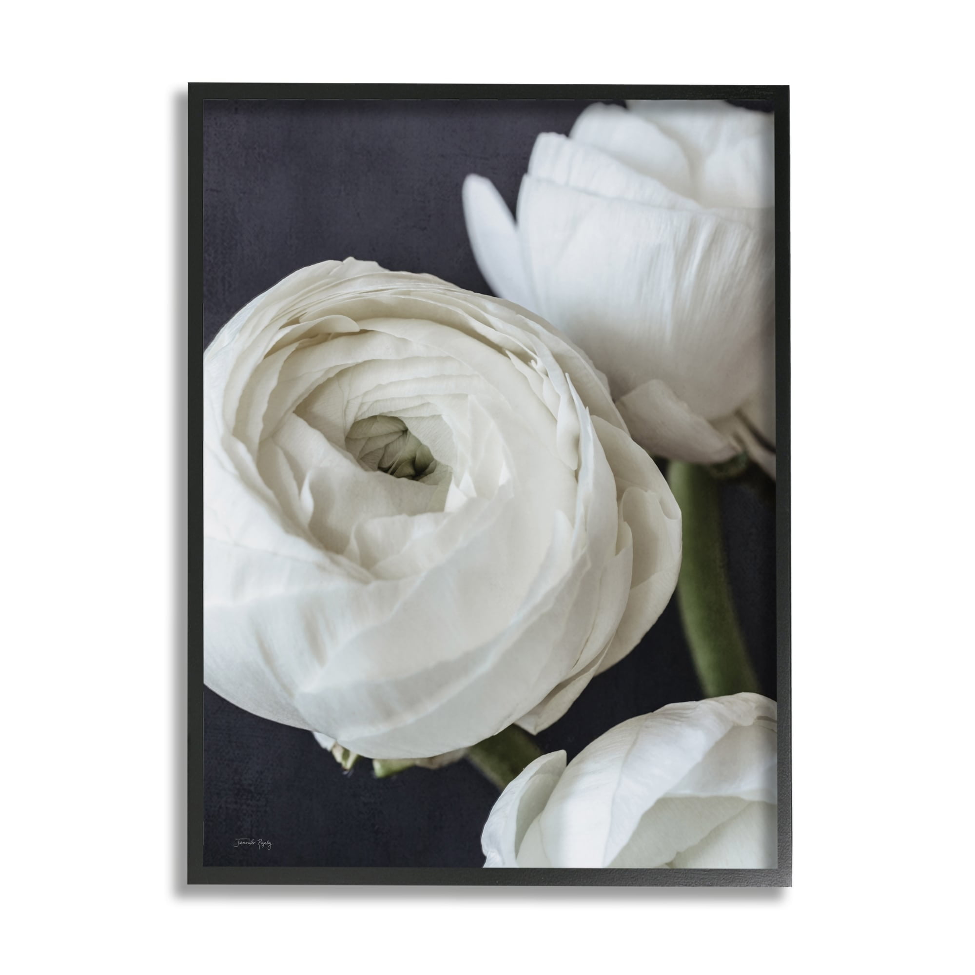 Stupell Industries Budding Ranunculus Flower Blooming Close Up Petals Photograph Gray Framed Art Print Wall Art, Design by Jennifer Rigsby