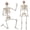 5.4ft White, variant on Ayieyill 5.4ft Halloween Skeleton Decorations, Weathered Posable Skeleton Decor for Halloween Decorations Outdoor Indoor