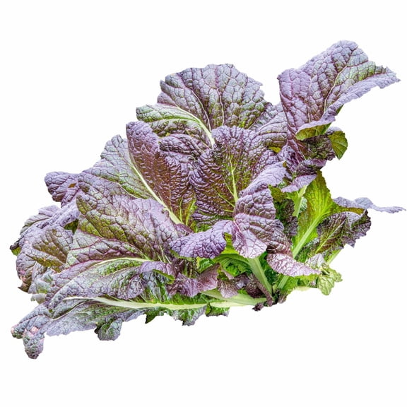 Mustard Garden Seeds - Red Garnet - 1 Oz - Non-GMO Vegetable & Herb Gardening Seed