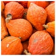 thumbnail image 3 of Everwilde Farms - 40 Golden Hubbard Winter Squash Seeds - Gold Vault Jumbo Bulk Seed Packet, 3 of 5