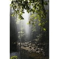thumbnail image 2 of Rainforest  Bellingen  Australia Poster Print, 2 of 2