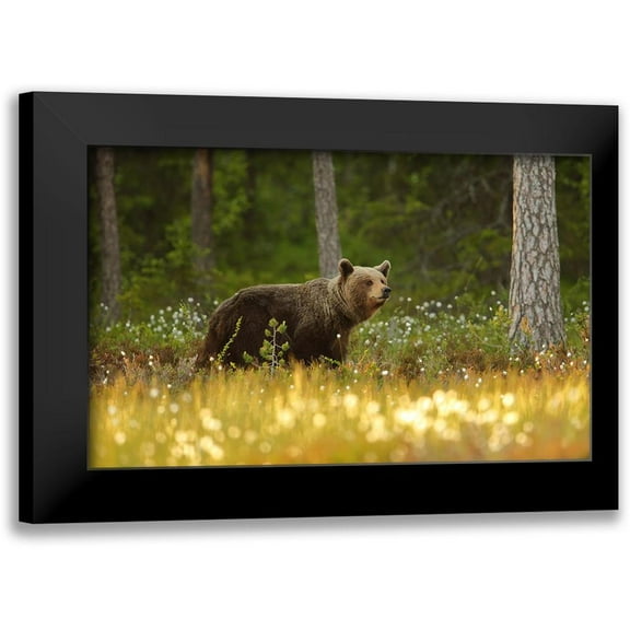 Gavra, Assaf 14x10 Black Modern Framed Museum Art Print Titled - Brown Bear