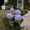 Purple, variant on Solar Garden Lights,Upgraded Solar Powered Purple Hydrangea Stake Lamp,Waterproof Outdoor Decorative Landscape Lighting for Garden Yard Lawn Patio Walkway Backyard Wedding,Mother's Day Gift
