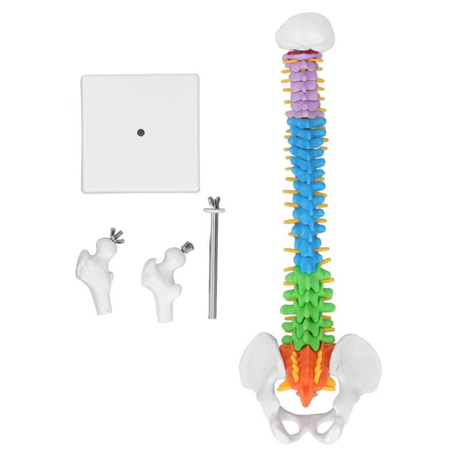 Modelo de columna vertebral - Miniatura codificada por color de PVC de 45 cm con kit de juego de hueso del muslo para aprender a enseñar
