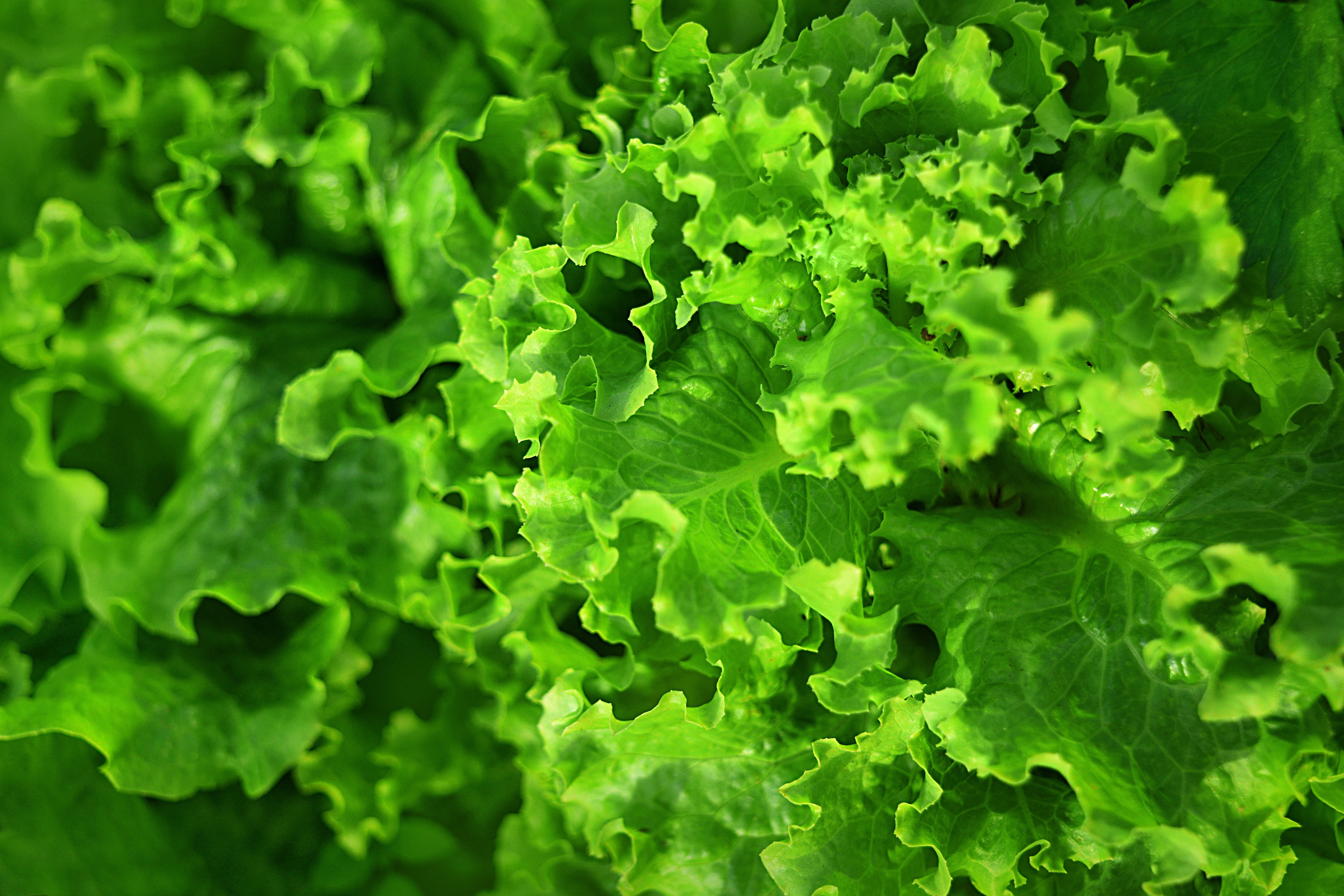 Seeds 250 Lettuce Seeds Black Seeded Simpson Heirloom Leaf Lettuce