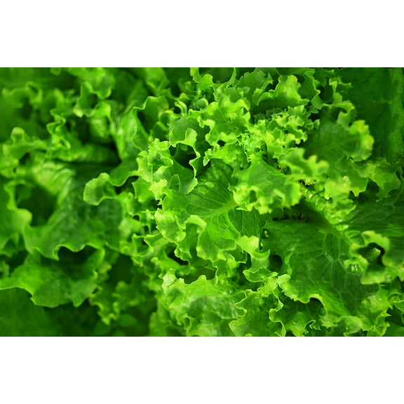 SEEDS = 250 Lettuce seeds - Black Seeded Simpson -Heirloom Leaf Lettuce-Bright Green Leaves -Sweet Tasty-Slow Bolting