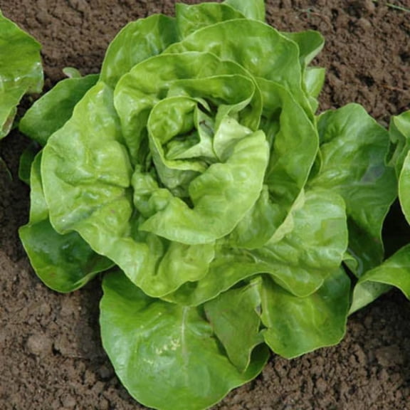 Harris Seeds Harmony Butterhead Lettuce, Deep Green Glossy Leaves for Garden Beds and Fresh Harvests, 100 Count