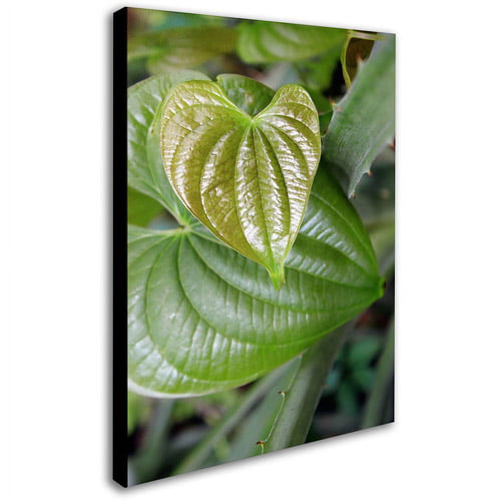 Trademark Fine Art "Natural Hearts" Canvas Wall Art by Patty Tuggle