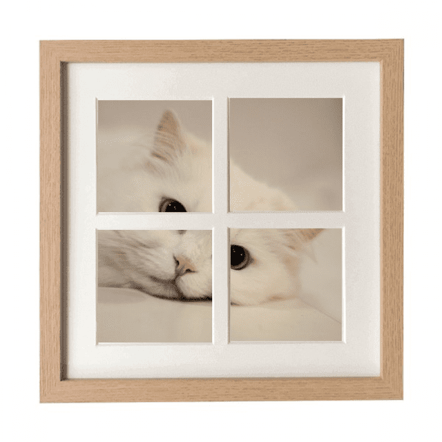 Chat Blanc Chaton Animal de Compagnie Se Détendre Cadre Mur Table Affichage 4 Ouvertures Image