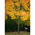thumbnail image 2 of Geyman, Vitaly 11x14 Black Ornate Wood Framed with Double Matting Museum Art Print Titled - Fall Maple Fever VI, 2 of 4