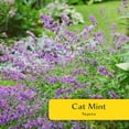 thumbnail image 3 of 2 Cat Mint Plants in 3.5” Cubes | Live Aromatic Pet-Friendly Herb for Cats for Fresh/Dried Use & Enrichment | Fast-Growing Cold-Hardy Perennial for Containers & Gardens (Nepeta), 3 of 10