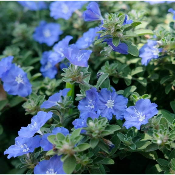 Set 2 Evolvulus Blue Daze Live Plants 4-7" Tall for Planting - Hawaiian Blue Eyes Plant - Vibrant Blue Flower Groundcover Plant for Home Garden / Landscaping
