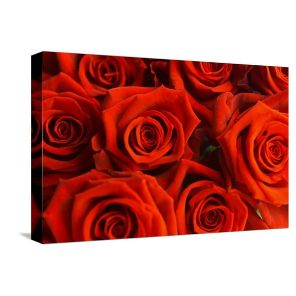 Art.com Red Roses Stretched Canvas Print Wall Art, 18" x 12"