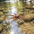 thumbnail image 4 of Sea Urchin Soft Bait, Flexible Plastic Finesse Bait, High Appeal to Game Fish for All-Day Outdoor Angling (Gold), 4 of 6