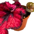 thumbnail image 3 of Harmony's Cupid Begonia Rex 4 inch Thick Swirl Prominent Green Pink Bands Spiral, 3 of 3