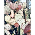 thumbnail image 3 of Orlov, Irena 15x18 Black Modern Framed Museum Art Print Titled - Pink Yellow Cactus IV, 3 of 5