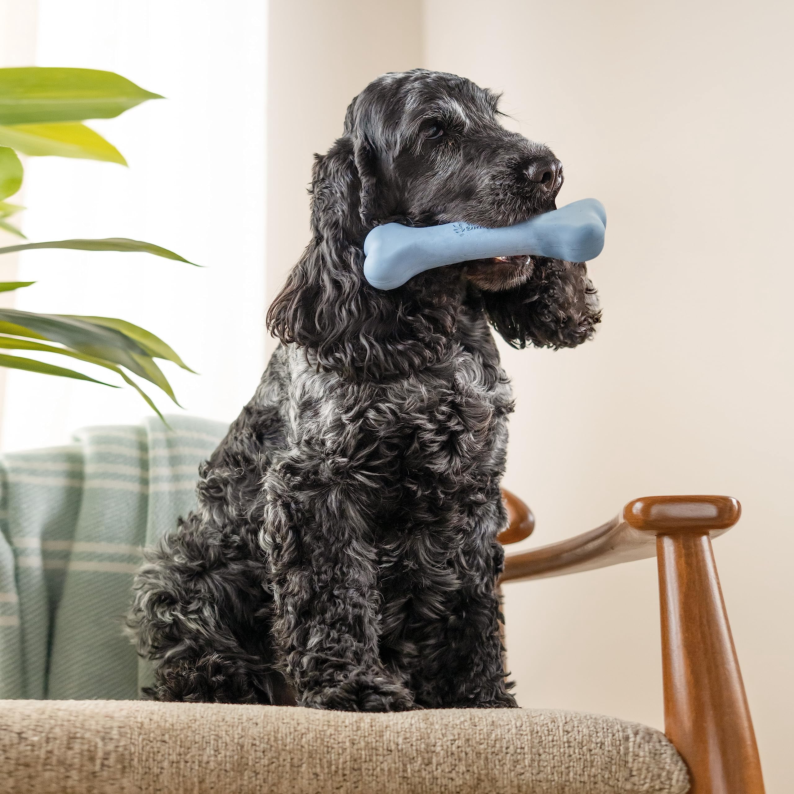 Harry Barker Durable All-Natural Rubber Bone for Dogs, Blue Medium