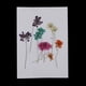 thumbnail image 1 of 10 Piezas cm Mini Real Ami Majus Secado Flor de Encaje Para Joyería de Resina Colgante Caja del Teléfono Artesanía BLESIY Flores secas prensadas naturales, 1 of 8
