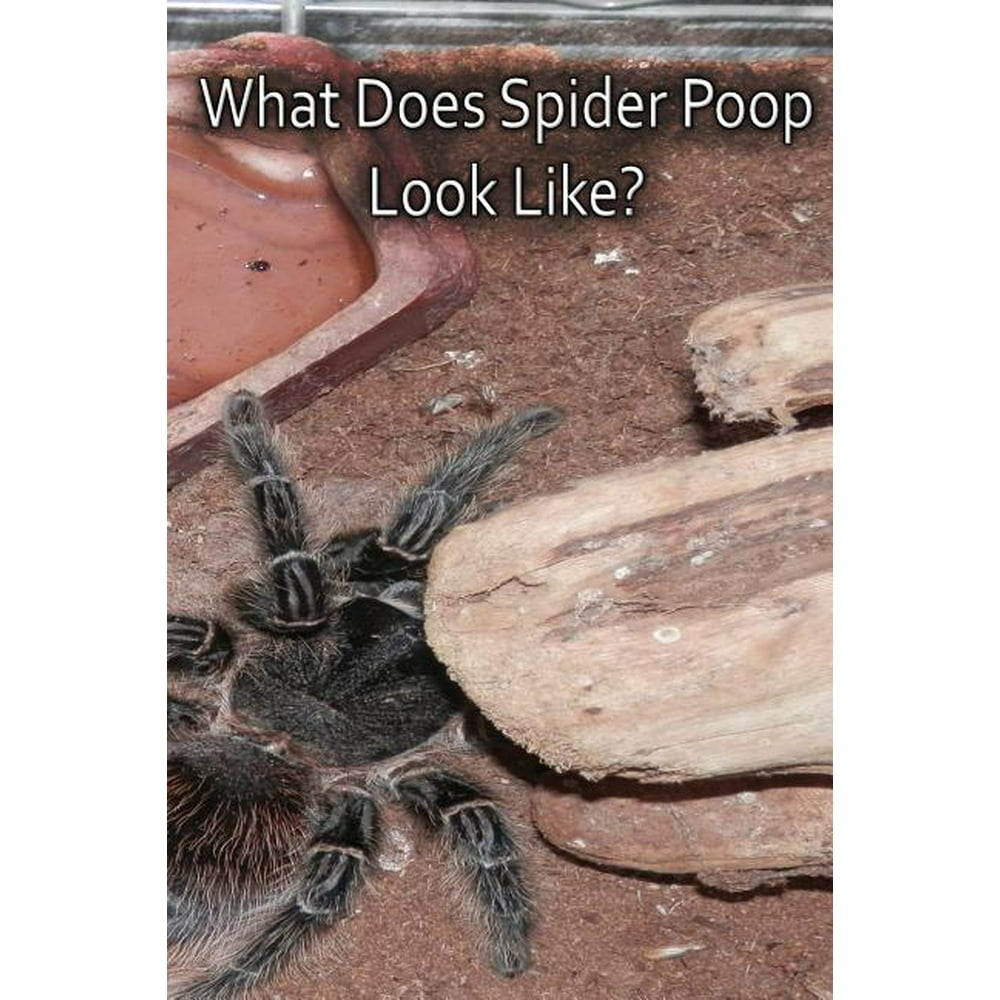 What Does Spider Poop Look Like? (Paperback)