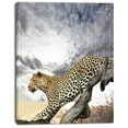 thumbnail image 2 of Leopard on Tree under Cloudy Sky - African Wall Art Print, 2 of 3