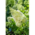thumbnail image 2 of 2 gal. Moonrock Hardy Hydrangea (Paniculata) Live Shrub, Cream and Lime Green Flowers, 2 of 10