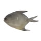 thumbnail image 4 of Adorno de pez mariposa artificial simulado para decoración de acuario, juguete de plástico para peces de natación, 4 of 6