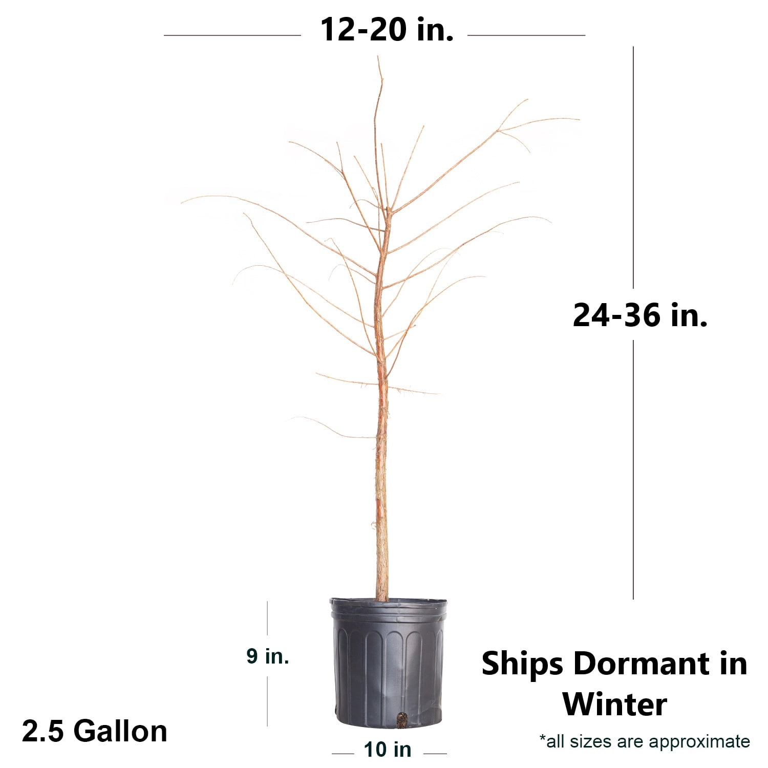 Expert Gardener Bald Cypress Live Tree, 2.5 Gal Pot