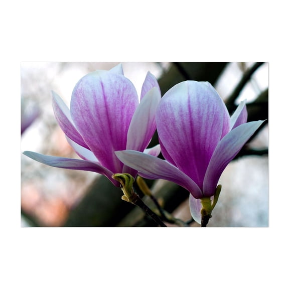 Magnolia tree in the sunny spring light - Bezirk Pankow Berlin Germany Photography Floral Flowers Botanical Nature Garden Scenic Unframed Wall Art Print 4 x 6 inches