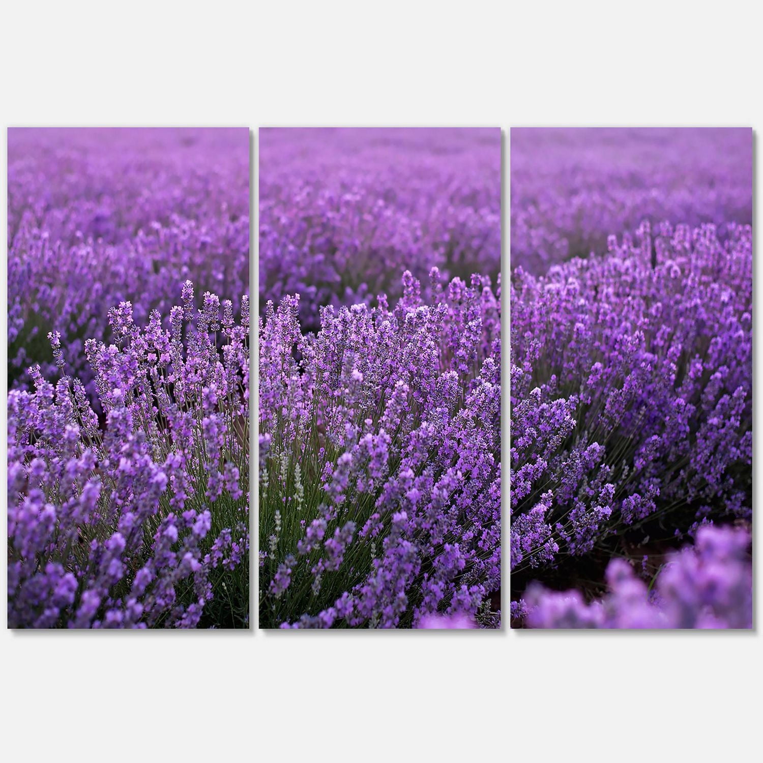 Designart Blooming Purple Lavender Field Canvas Wall Art