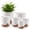 White, variant on FOUKUS Set of 6 Self-Watering Plant Pots with Drainage – Eco-Friendly Plastic Planters for Indoor & Outdoor Use – Pots for Succulents, Cactus, Snake Plants (8", 7", 6.5", 6", 5.5", 5") – Black