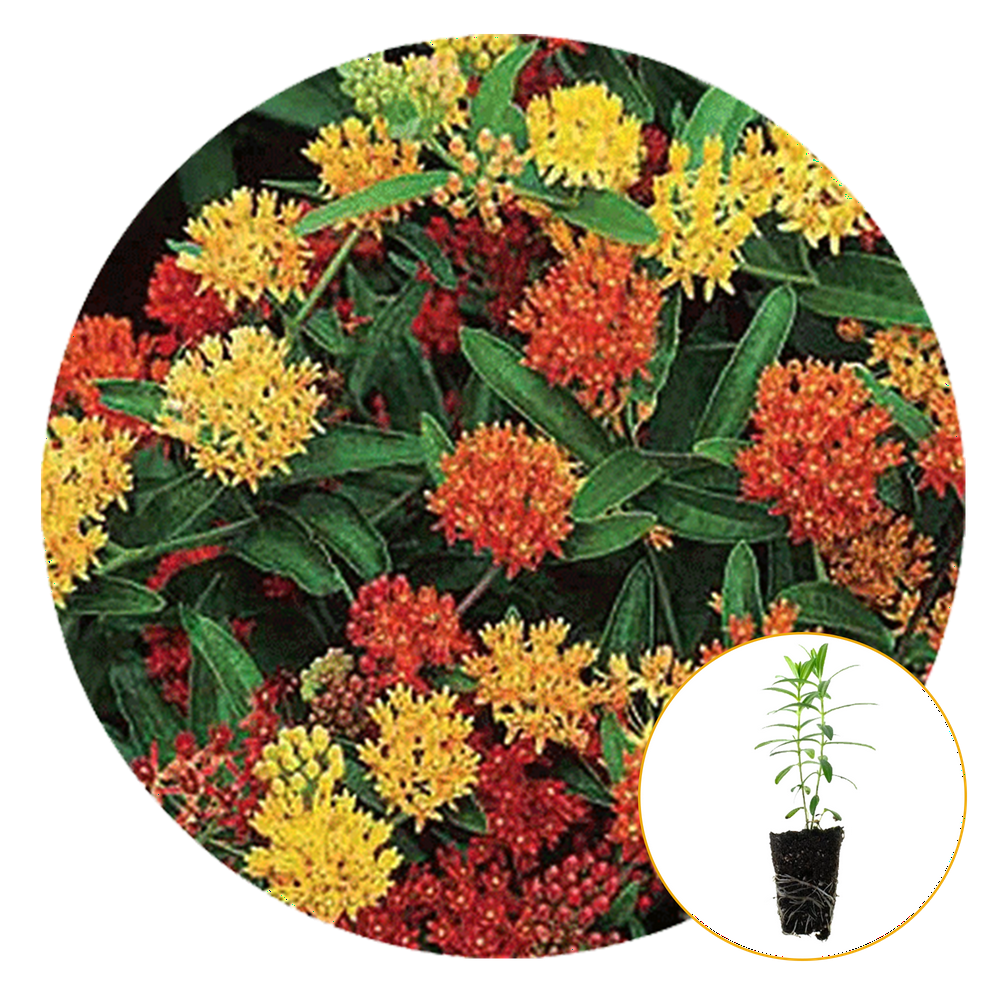 FerryMorse Plantlings Live Baby Plants 13in. Asclepias Tuberosa Mix