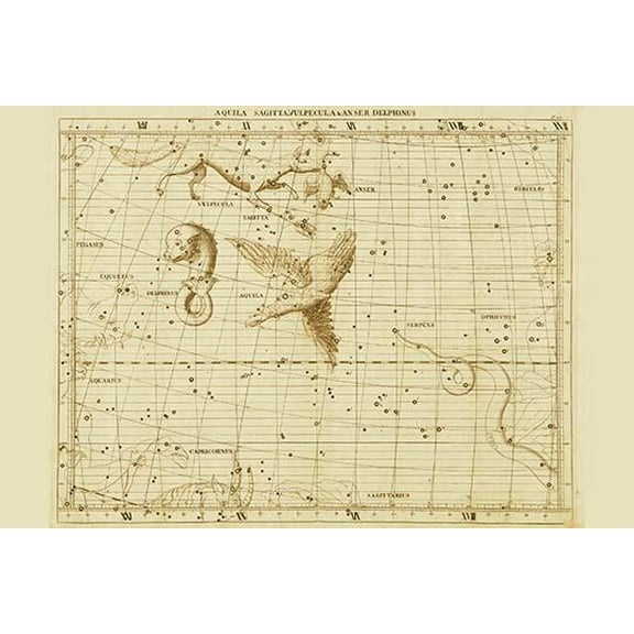 Aguila Sagittavulpecula & Anser Delphinus-Fine Art Canvas Print (20" x 30")