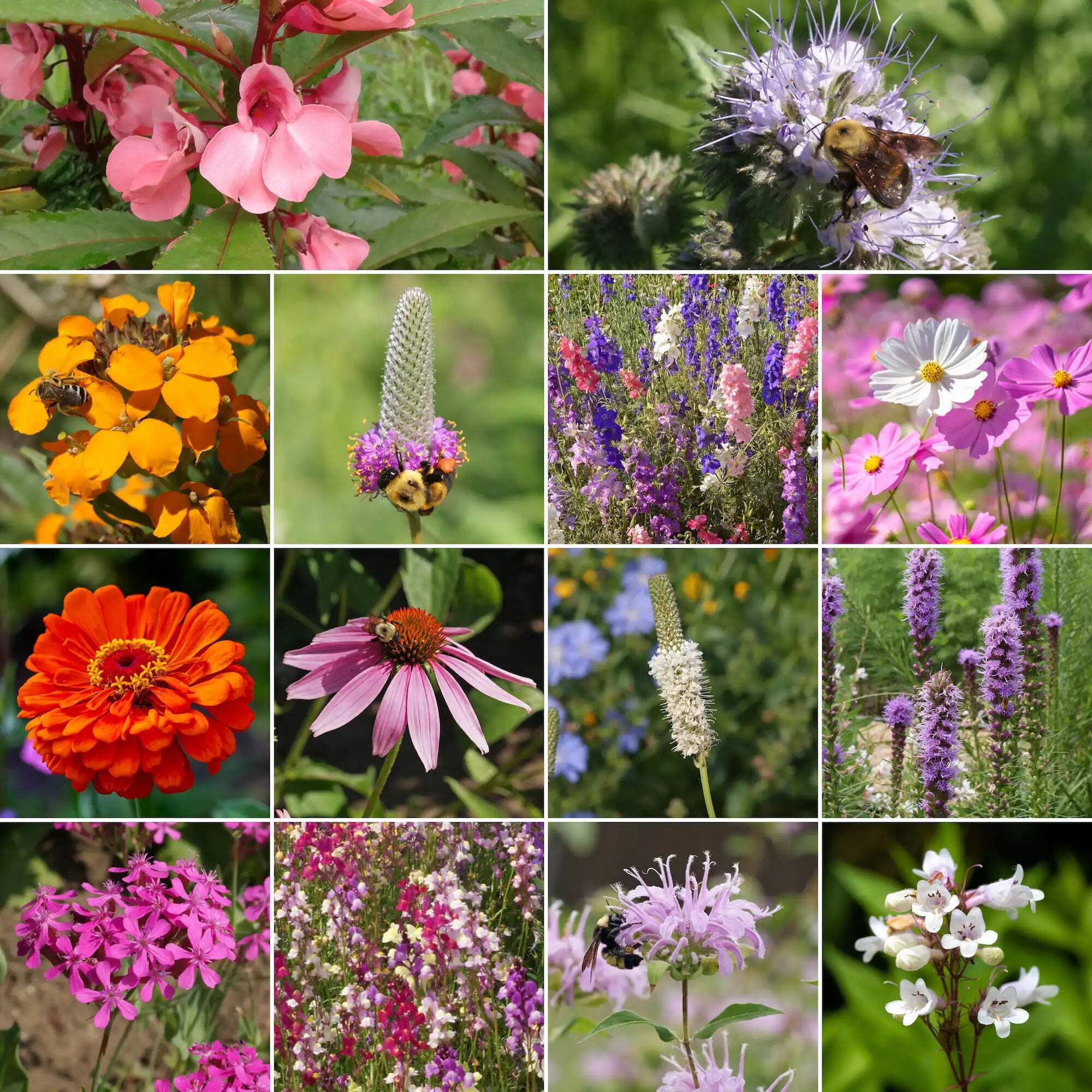 Ferry-Morse Bumblebee Buffet Mix Bulk Flower Seeds, 1lb