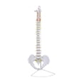 thumbnail image 2 of Modelo De Vertebral Humana Esqueleto Detallado Para Ayuda Didáctica Herramienta De Aprendizaje Educativo Estilo A, 2 of 8