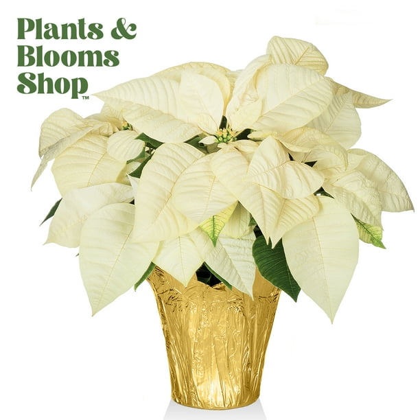 Plants and Blooms 1416" White Poinsettia Live Plant in 6" Grower Pot