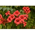 thumbnail image 3 of SHIYOU-Graines de Vigne Trompette Colibri, Variété Rouge Foncé, Lot de 20, 3 of 4