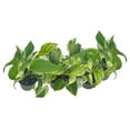 thumbnail image 3 of 6-PK Live Marble Queen Pothos, Epipremnum aureum, Air Purifying Indoor Plant, Low Light Houseplant, Easy Care Plant, 4-inch Pot(s), 3 of 6