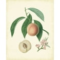 thumbnail image 2 of Unknown 15x18 Gold Ornate Wood Framed with Double Matting Museum Art Print Titled - Plantation Peaches I, 2 of 4