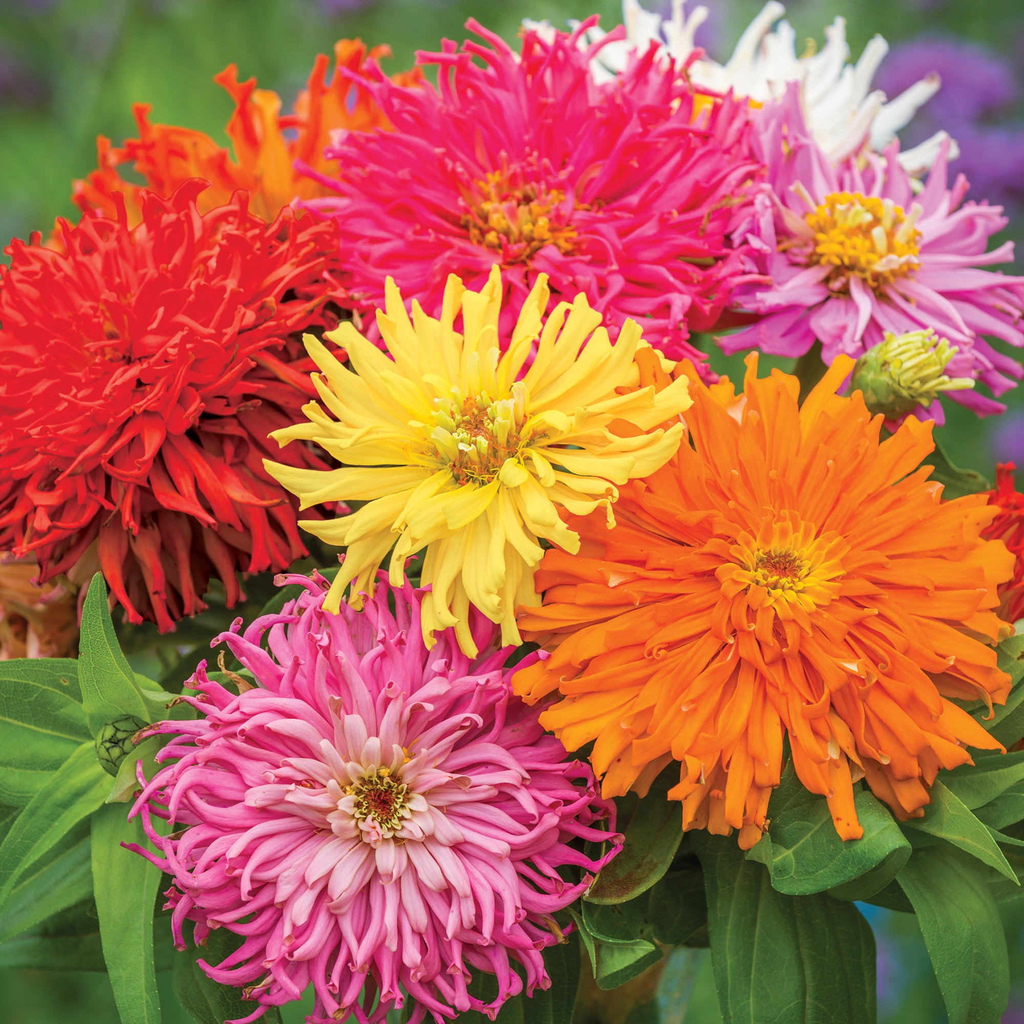 Burpee Burpeeana Giants Mixed Colors Zinnia Flower Seed, 1-Pack Burpee Burpeeana Giants Mixed Colors Zinnia Flower Seed, 1-Pack
