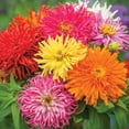 thumbnail image 3 of Burpee Burpeeana Giants Mixed Colors Zinnia Flower Seed, 1-Pack, 3 of 5