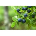 thumbnail image 4 of Highbush Blueberry Fruit/Shrub Seeds, 50 Seeds Per Packet Non GMO Seeds, Botanical Name Vaccinium corymbosum, 4 of 7