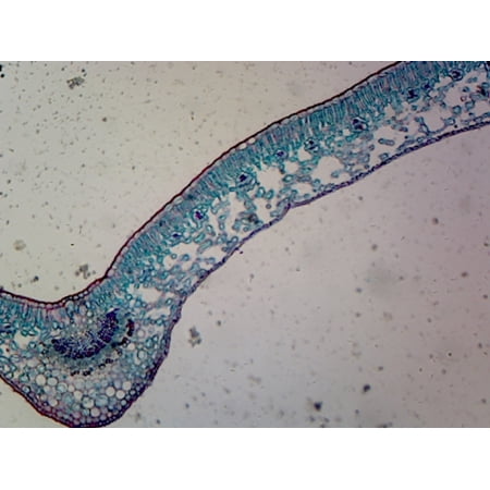 Slide  Angiosperm Leaf; Dicot; Showing General Structures; Cross Section price history on PriceWatchPro