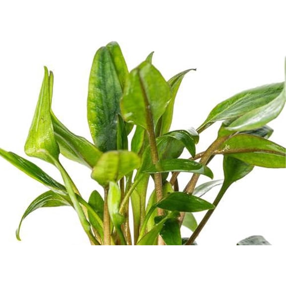 CANTON AQUATICS Live Aquarium Cryptocoryne Crypt Lutea Plant - Long pointed Green leaves - Perfect at Moderate Temperature - Small BUY2 GET1 FREE