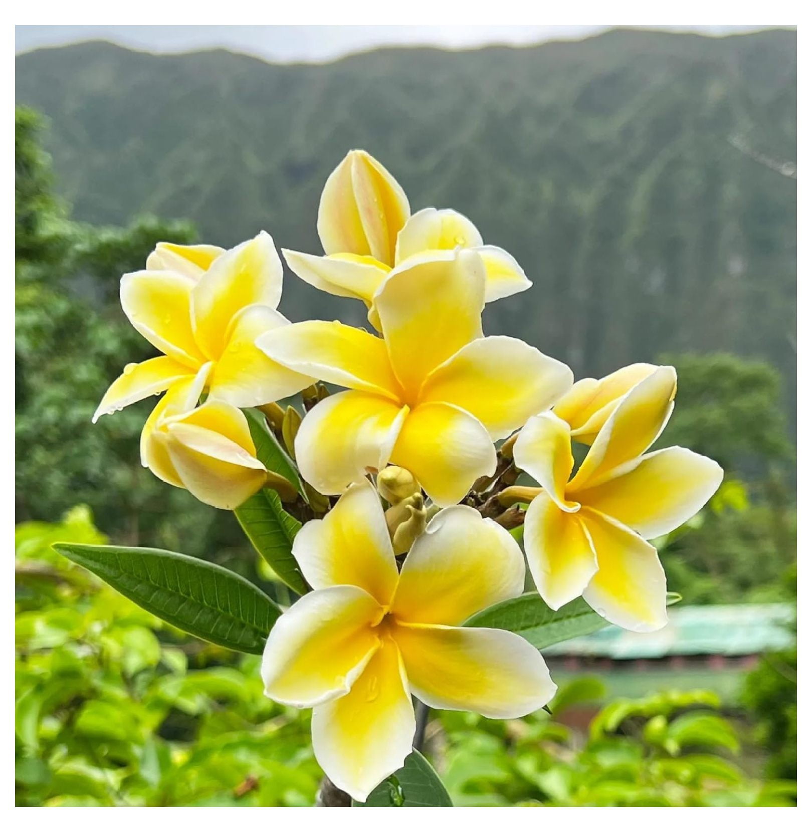 Yellow Hawaiian Live Plumeria Plant Cutting 10 inches, Full Sun