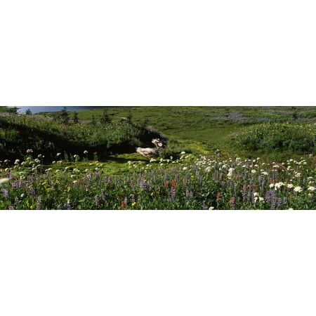 Flowers in a field Mt Rainier National Park Pierce County Washington State USA Poster Print by Panoramic